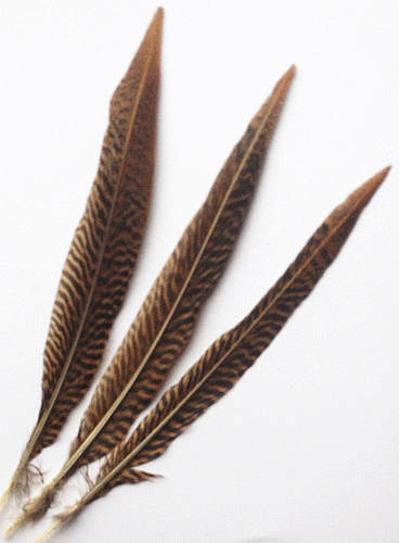 Golden Pheasant Quill Feathers - 10-12
