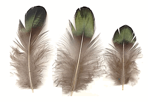 Lady Amherst Plumage Feathers