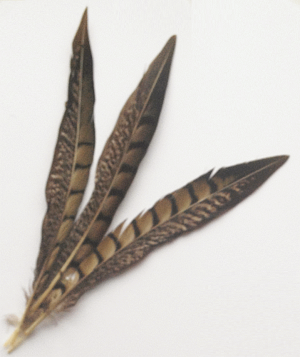 Lady Amherst Pheasant Tail Feathers - 3-5