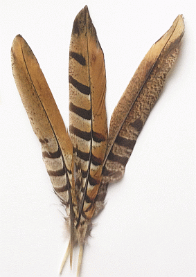 Reeves Pheasant Tail Feathers - 8-10