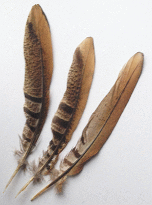 Reeves Pheasant Tail Feathers - 6-8