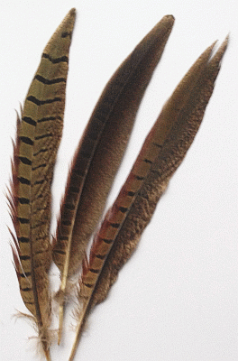 Ringneck Pheasant Tail Feathers - 6-8