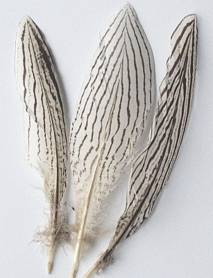 Silver Pheasant Tail Feathers - 4-6