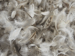 10/90 Goose Down Pillow Feather Mix - lb Natural