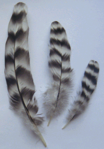 Chinchilla Quills Rooster Feathers