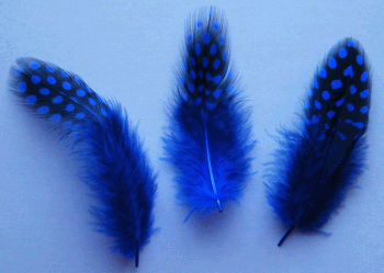 Blue Rooster Guinea Feathers - 1/4 lb