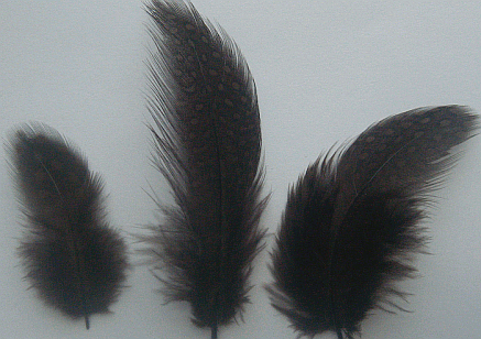Very Brown Rooster Guinea Feathers - 1/4 lb
