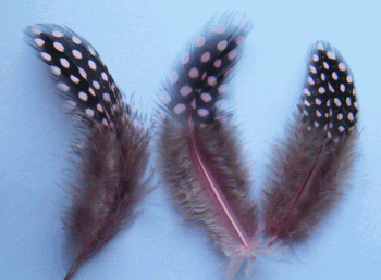 Light Pink Rooster Guinea Craft Feathers - Mini Pkg