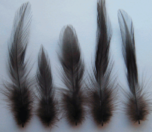 Brown Rooster Hackle Craft Feathers - Mini Pkg