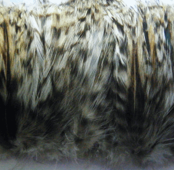 Strung Grey Rooster Chinchilla Neck Hackle Feathers -  1/4 lb