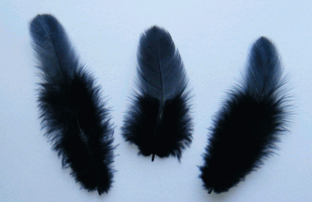 Black Rooster Plumage Craft Feathers - Mini Pkg