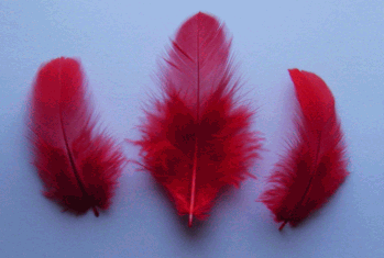 Red Rooster Plumage Craft Feathers - Mini Pkg
