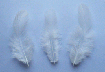 Bulk White Rooster Plumage Feathers - 1/4 lb