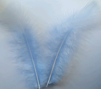 Light Blue Turkey Flat Feathers - 1/4 lb