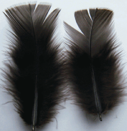 Brown Turkey Plumage Craft Feathers - Mini Pkg