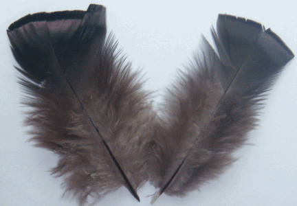 Natural Bronze Turkey Plumage Feathers - Mini Pkg