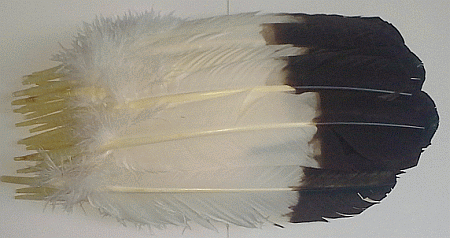 Imitation Eagle Feathers - Brown Tips - Dozen Right