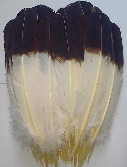 Imitation Eagle Feathers - Brown Tips - lb Mixed OUT OF STOCK
