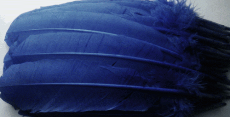 Blue Turkey Quill Feathers - Bulk lb Left