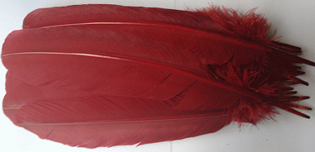 Burgundy Turkey Quill Feathers - lb Left