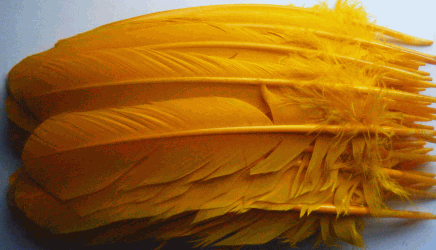 Gold Turkey Quill Feathers - Bulk lb Left