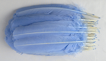 Light Blue Quill Turkey Feathers - Dozen Left