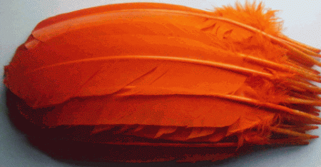 Orange Turkey Feather Quills - Dozen Left
