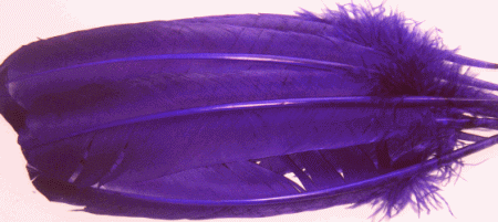 Purple Turkey Quill Feathers - lb Left
