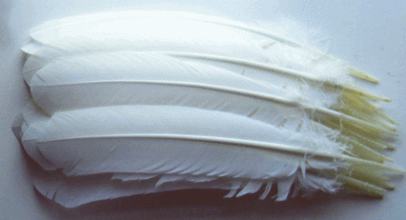 White Turkey Quill Feathers - Bulk lb Left