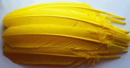 Yellow Turkey Feather Quills - Dozen Left