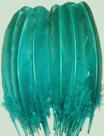 Green Turkey Quill Feathers - Mixed lb