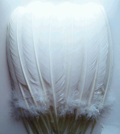 White Turkey Quill Feathers - Mixed lb