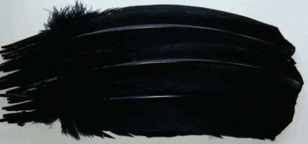 Black Turkey Feather Quills - Dozen Right