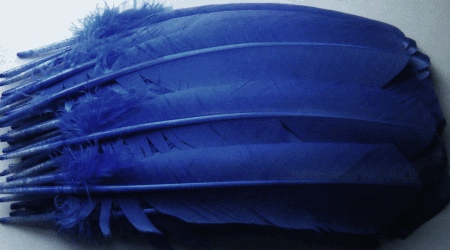 Blue Turkey Feather Quills - Dozen Right