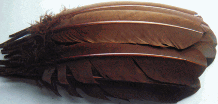 Brown Turkey Quill Feathers - Dozen Right