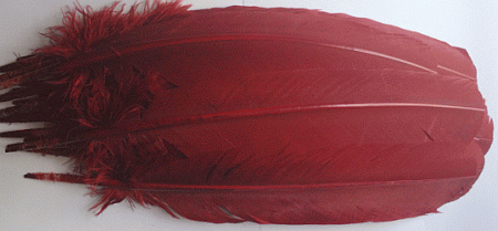 Burgundy Turkey Quill Feathers - Dozen Right