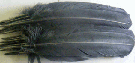 Gray Turkey Feather Quills - Dozen Right
