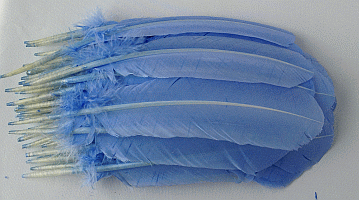 Light Blue Quill Turkey Feathers - Dozen Right
