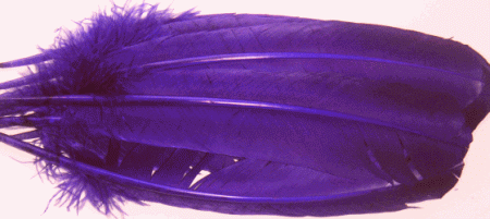 Purple Turkey Quill Feathers - Bulk lb Right