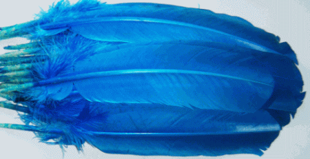 Turquoise Turkey Feather Quills - Dozen Right