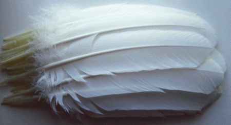 White Turkey Feather Quills - Dozen Right