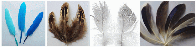 Bulk Duck Feathers