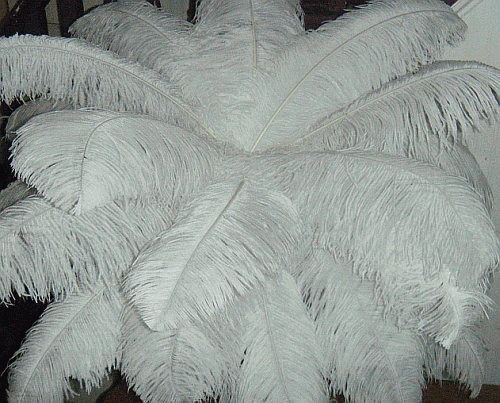 Super Large Ostrich Femina Plume Centerpiece Kit