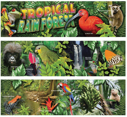 Tropical Rainforest Bulletin Board Banner