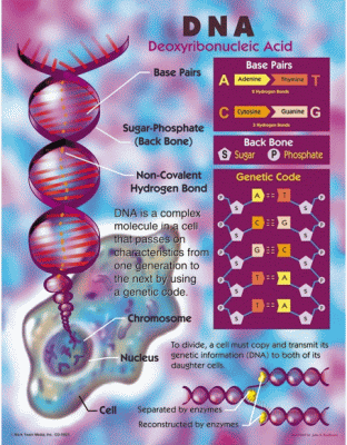 The Science of DNA Chart