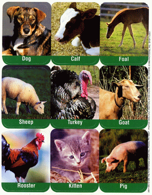 Farm Animal Sticker Pics