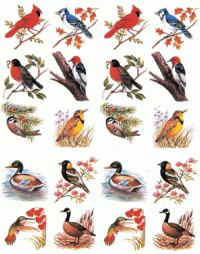 Popular Birds Stickers