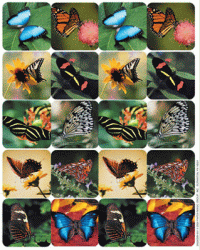 Real Butterfly Stickers