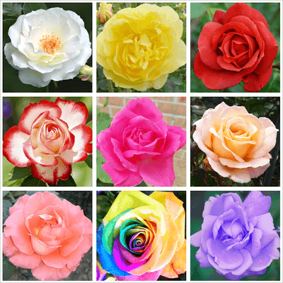 Pretty Realistic Rose Flower Stickers