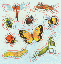 Sticker Packages of Insects